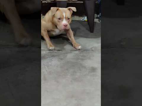 dog save his mother ❤️#animallife #funny #like #subscribe #support