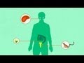 Vestigial Structures and Evolution