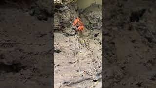 Have You Ever Found Anything Like This?