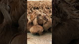2026 Safran Soğanı Dikim Sezonu Yaklaşıyor #safran #saffron