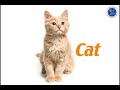 Identifying Animals in Video