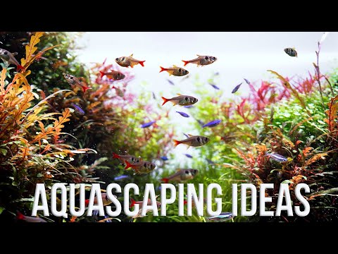 Aquascaping Ideas From Vienna