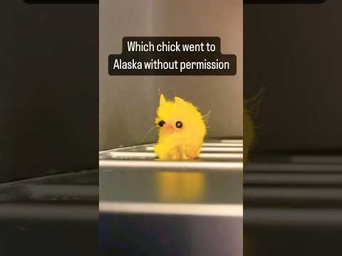 Which chicken went to Alaska without permission?