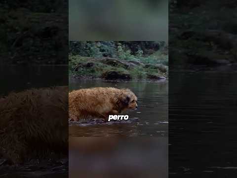La perra buscó mamá para los leoparditos #viralvideo #peliculas