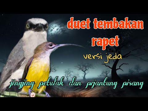 Duet tembakan rapet 🔥🔥 jingjing petulak dan pijantung pisang