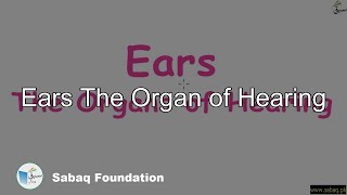 Ears 
The Organ of Hearing