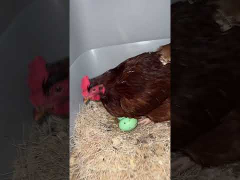 rent is DUE #eggcollecting
