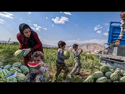 A Resilient Mother's Journey: Watermelon Harvest | LAST PART