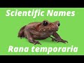 Understanding Binomial Nomenclature