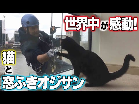 再生回数2900万回！世界中が感動！猫と窓ふきオジサン【ねこ自慢】