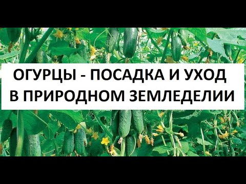 Огурцы - посадка и уход в природном земледелии