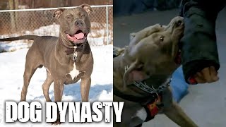 Bite Club! Hulk’s Son Vader Trains For Protection| DOG DYNASTY #doglover #dogs #dogshorts