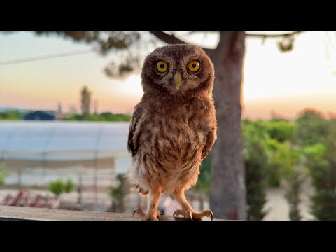 Arkadaşım Baykuş 🦉