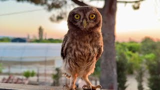 Arkadaşım Baykuş 🦉