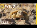 Tortoise Survival and Development