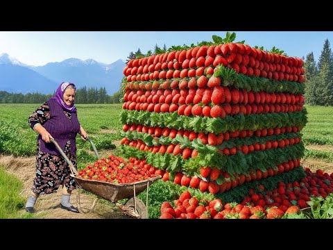 The Fields Were Full of Strawberries, But What Grandma Did Will Surprise You!