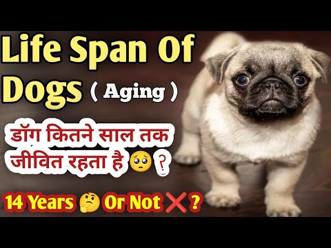 Life Span Of Dogs || Aging In Dogs || डॉग कितने साल तक जीवित रहता है 🥺 ?