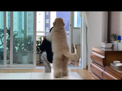진격의 푸들 키우는 훈련사가 알려주는 푸들의 특성과 장단점(부제:똘똘한 우리 사월이도 가끔은 도움이 필요해요)