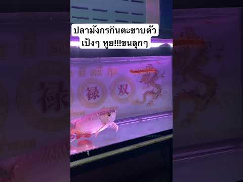 ปลามังกรกินตะขาบตัวเป้งๆ หูย!!!ขนลุกๆ