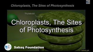 Chloroplasts, The Sites of Photosynthesis