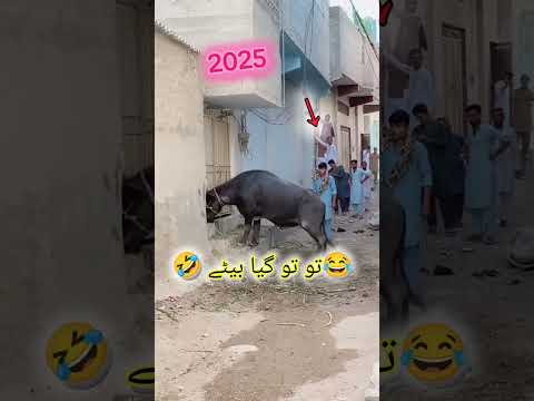 🌹 Mashallah🥀Allah 🕋🌹 Subhan✨💐🥀 #bakraeid #eid #bakra #qurbani #cow #animals #goat #bari #camel #eid