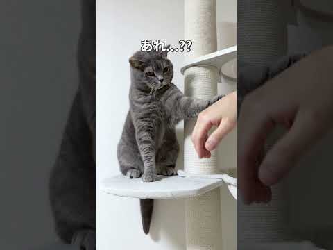 猫あるある一週間の歌 #猫動画 #猫 #cat #猫好きさんと繋がりたい #ネコ #子ネコ #猫のいる生活 #元気になる動画 #子猫 #猫のいる暮らし