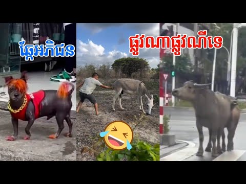 ផ្លូវណាផ្លូវណីទេ🤣 funny video,