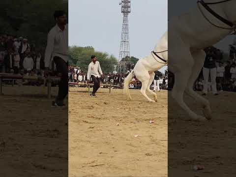 horse dance ###dancemusic ###horselover ###viraldance ####dancesong ###horselover