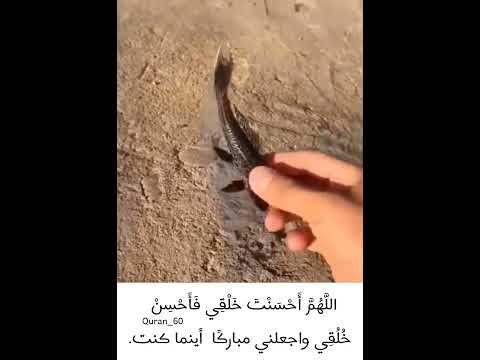 هَٰذَا خَلْقُ اللَّهِ فَأَرُونِي مَاذَا خَلَقَ الَّذِينَ مِن دُونِهِ