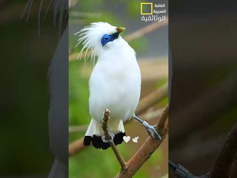 طيور تقوم بحركات غريبة #shortsvideo #شورتس #حيوانات🐕🐊🦩🦜🕊️🐒🐋