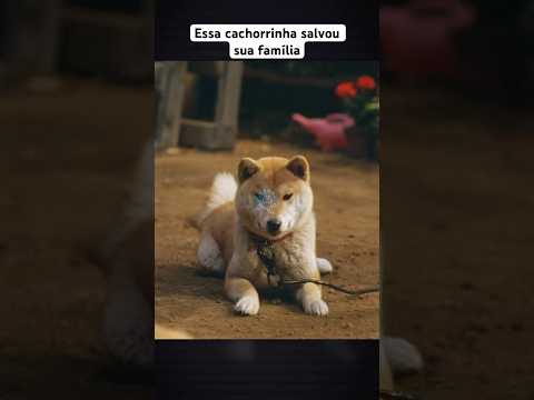 Essa cadela salvou seus filhotes #filme #melhorfilme #shorts