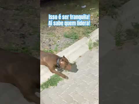 Tranquilidade de ser liderada! #myanimal #pitbullbrasil #mydog #americanbully #pitmonster