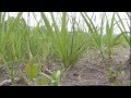Plant Conservation and Classification