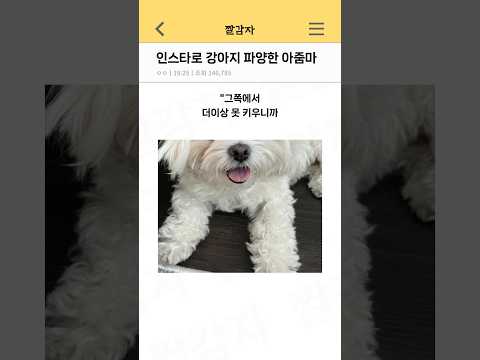 인스타로 강아지 파양한 아줌마