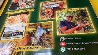 CRIAÇÃO DE CODORNA GIGANTE - Alternativa de Negócio RENTÁVEL - Como Funciona isso no Grupo AGROCAMPO