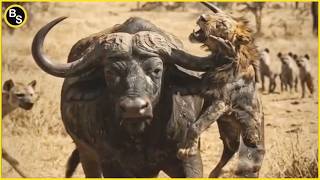 The Most Dangerous Animal for Predators and Humans