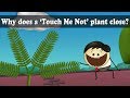 Understanding Turgor Pressure and Mimosa Pudica