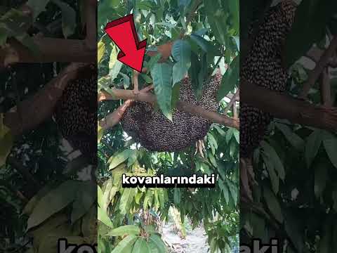 Arılara neden duman yapılır ? 🥶