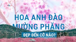 Điện Biên có một Mường Phăng đẹp hơn bạn nghĩ rất nhiều | Vietnam Tourism
