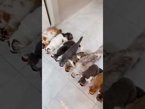 Urusan makan paling cepat 😹 Part 2
