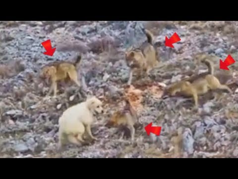 ¡Ni siquiera 4 LOBOS Pueden Intimidar A Un GRAN PIRINEO! | 30 Batallas De Animales Captadas.