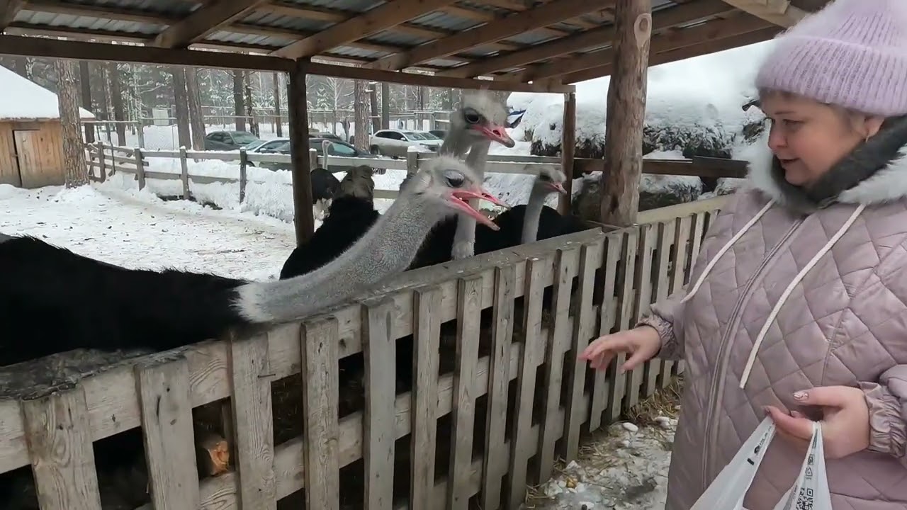 Наши приключения на Оленьей ферме. Шикарный ужин в кругу друзей.