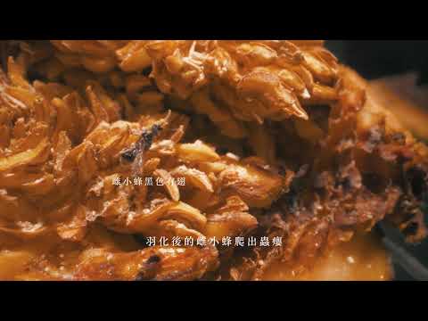 愛玉小蜂完整版 - YouTube(3分04秒)