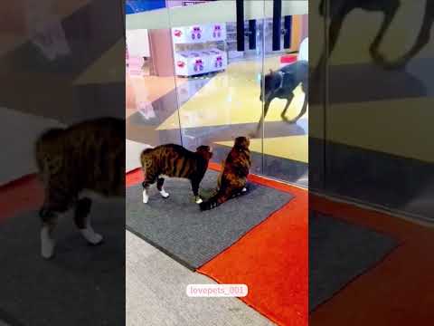 Are We Still Friends? 🐾💔 Cute Cat Drama