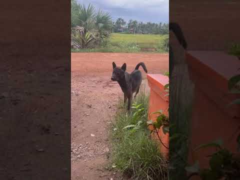 #my #dog ?? #125
