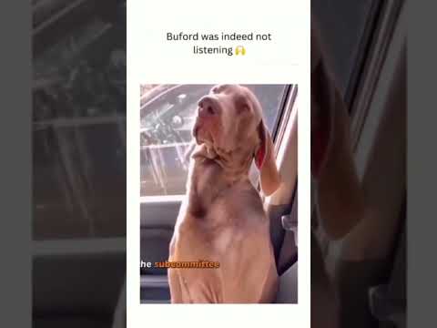 Watch Furry Funnies to brighten your day #funnydogs #funnyfurryfriends #cutedogs