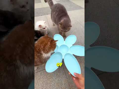 She Built a Winter Apartment for Stray Cats 🐱❄️