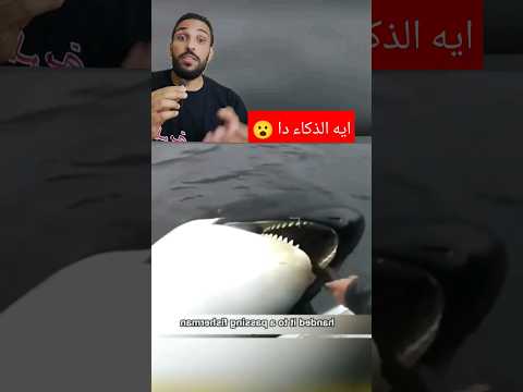 حوت الاوركا بيطلب المساعده من صياد #حيوانات