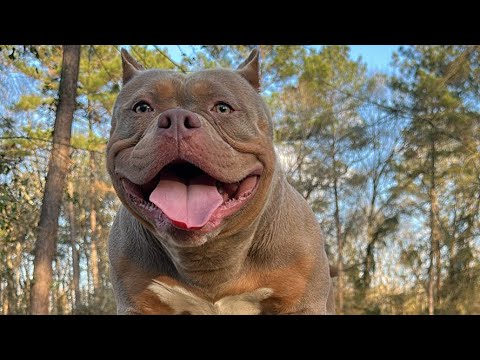 American Bullies Live From Da Yard