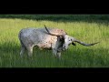 Exploring the Regions of Texas